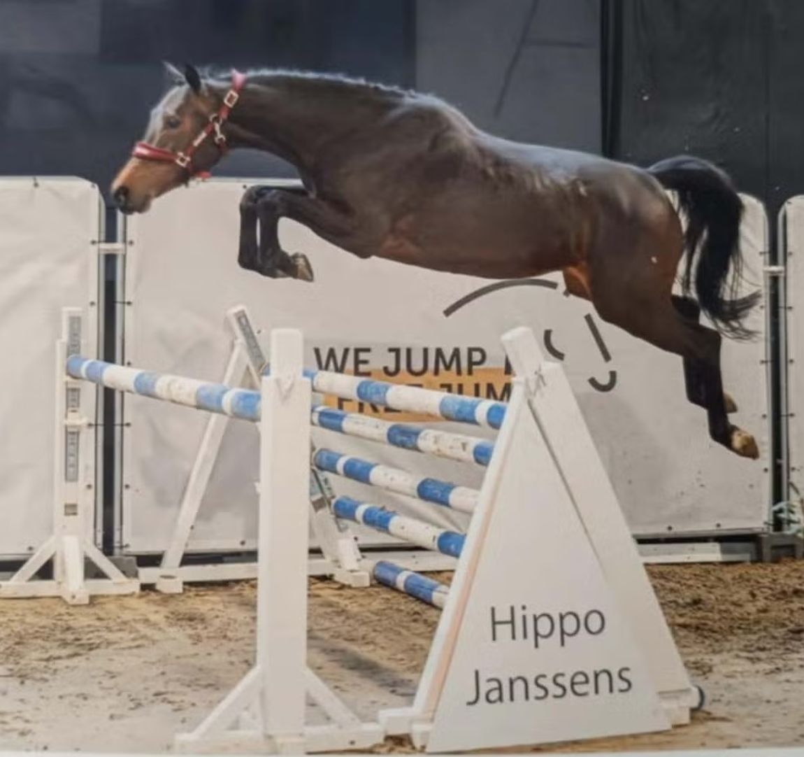 bwp springpaard merrie 5 years old donkerbruin for sale - Photo 2