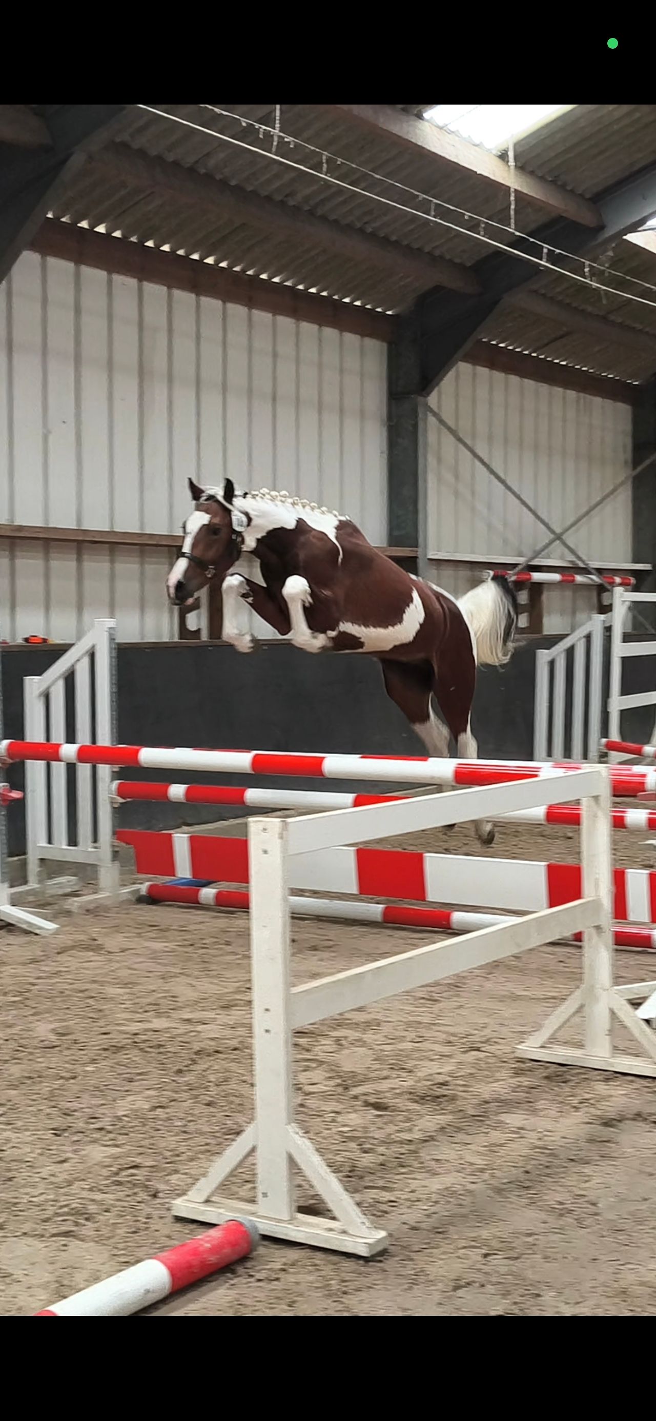 bwp springpaard merrie 5 years old donkerbruin for sale - Photo 5