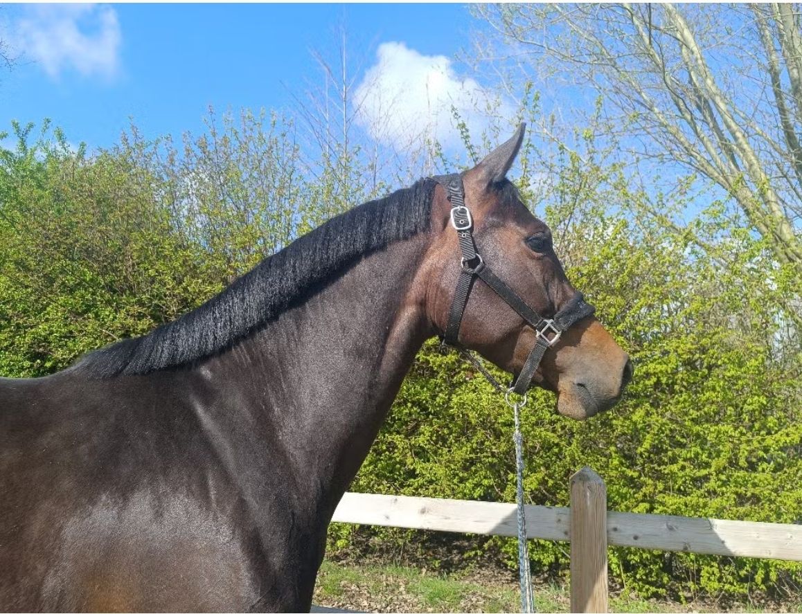 bwp springpaard merrie 5 years old donkerbruin for sale - Photo 3