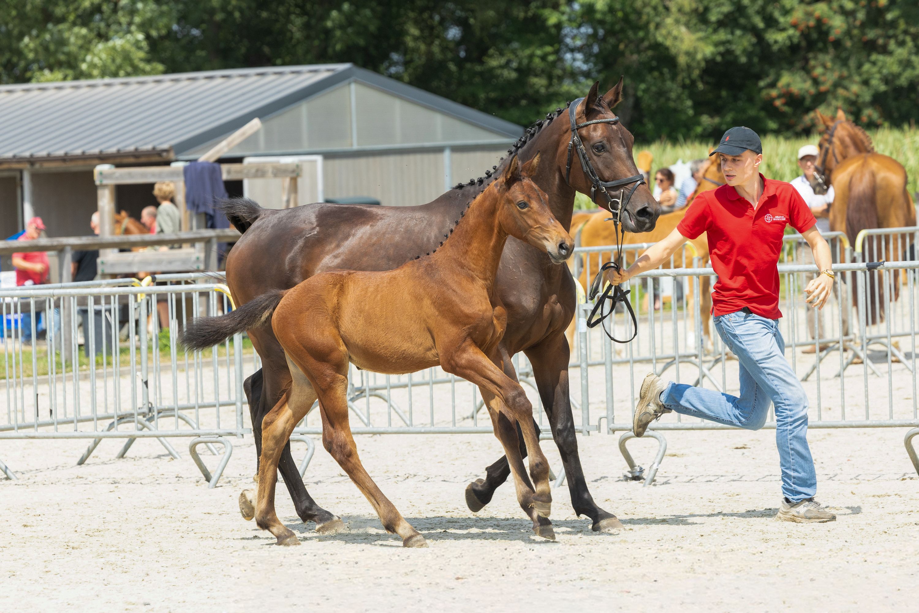 bwp springpaard merrie 5 years old donkerbruin for sale - Photo 4