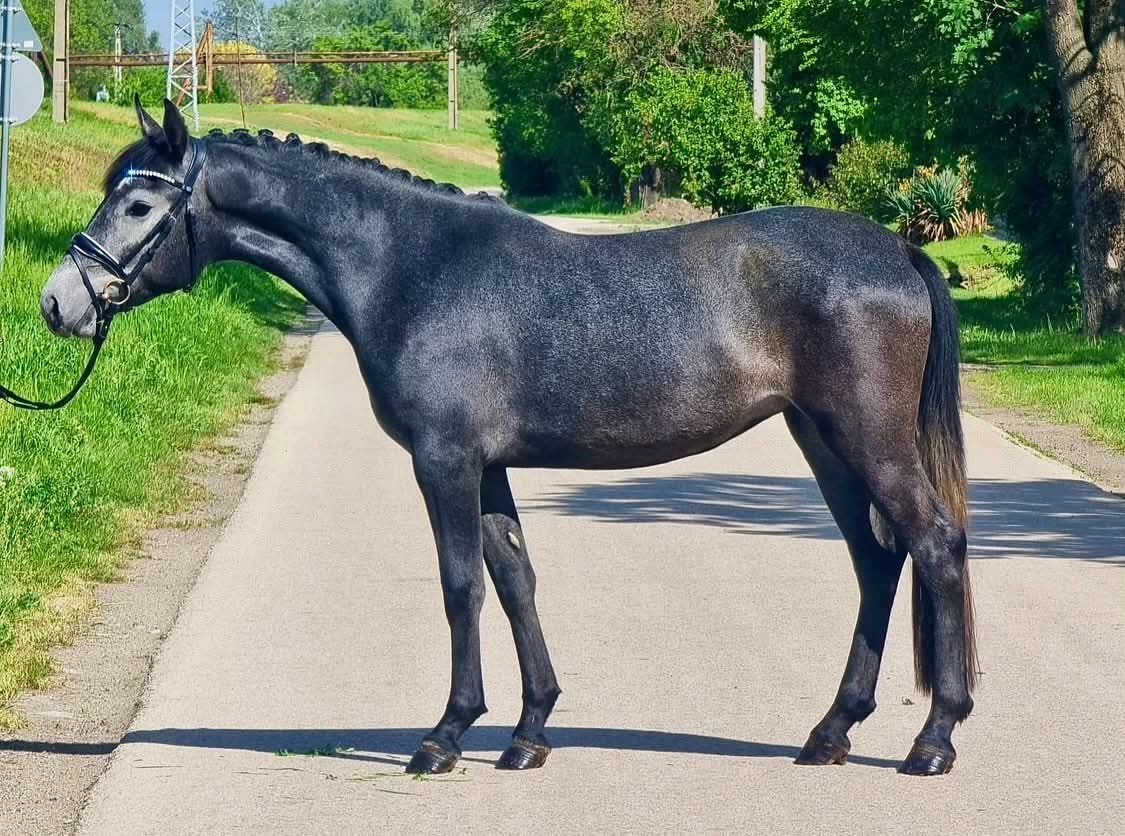 hongaars allround-pony merrie 6 سنوات schimmel للبيع - صورة 2