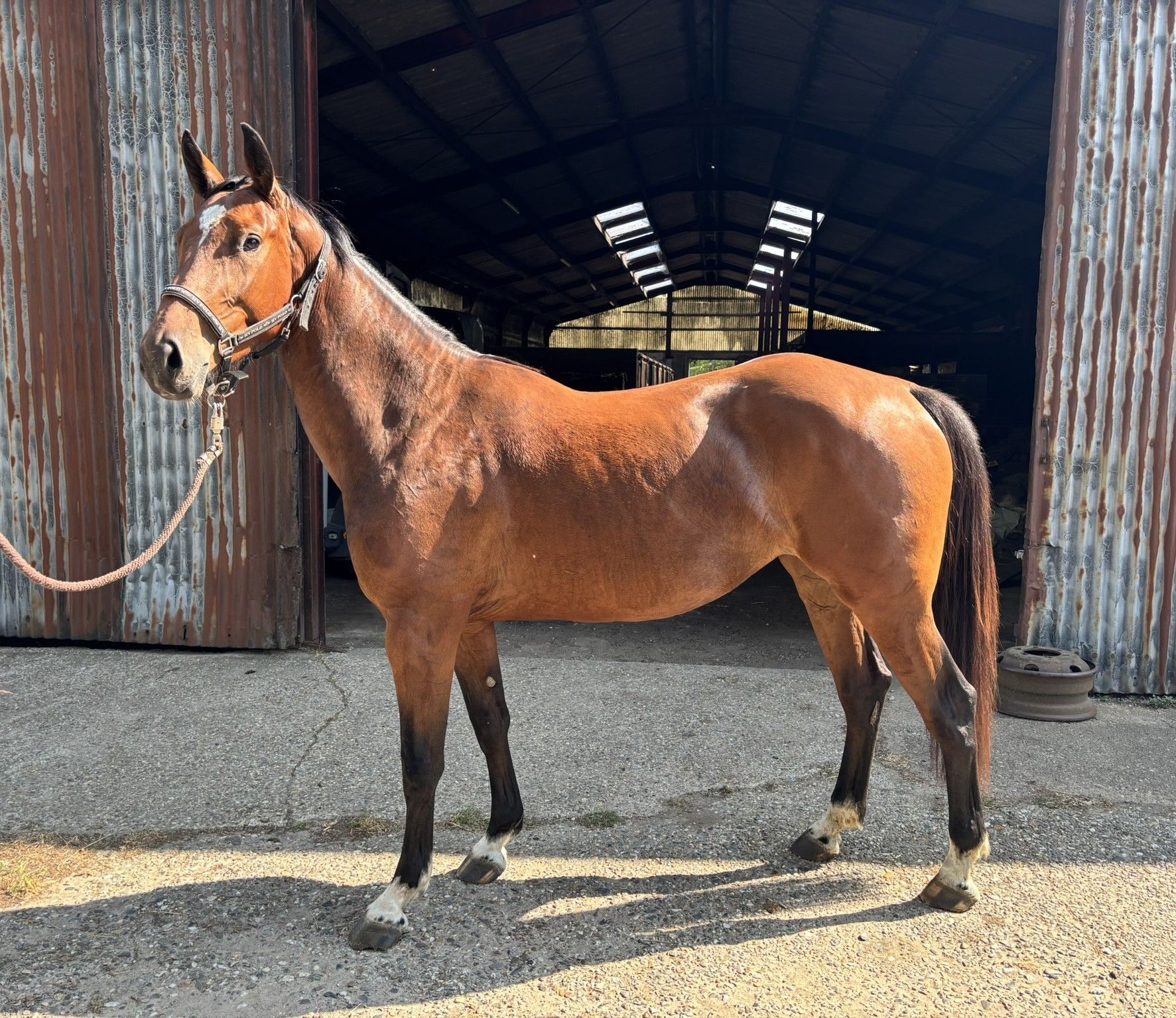 3-Year-Old Jumping Mare (Rockit-K x Querlybet Hero)