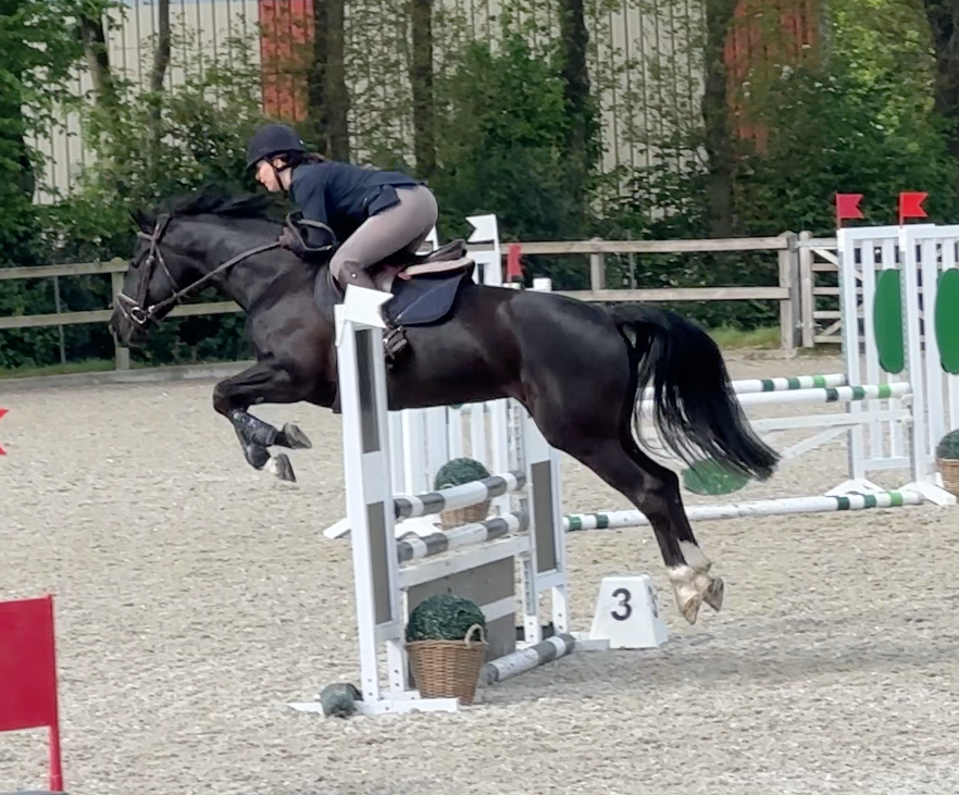 kwpn springpaard merrie 7 years old donkerbruin for sale - Photo 2