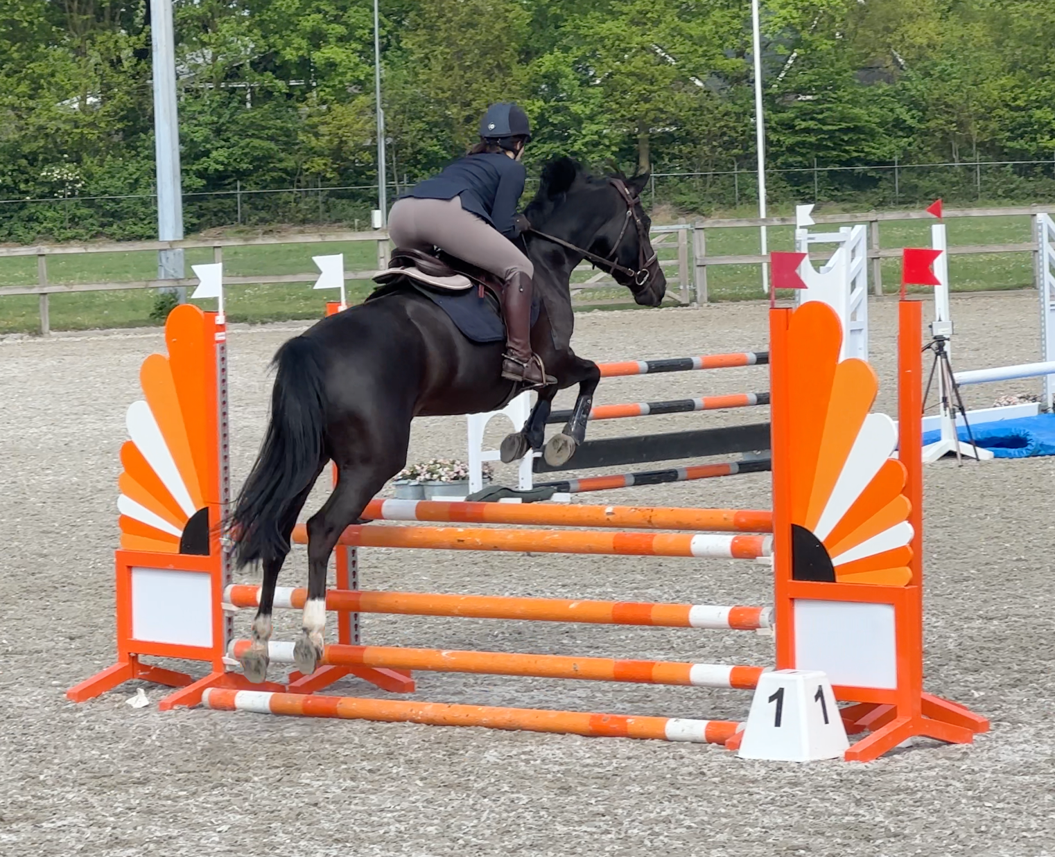 kwpn springpaard merrie 7 years old donkerbruin for sale - Photo 3