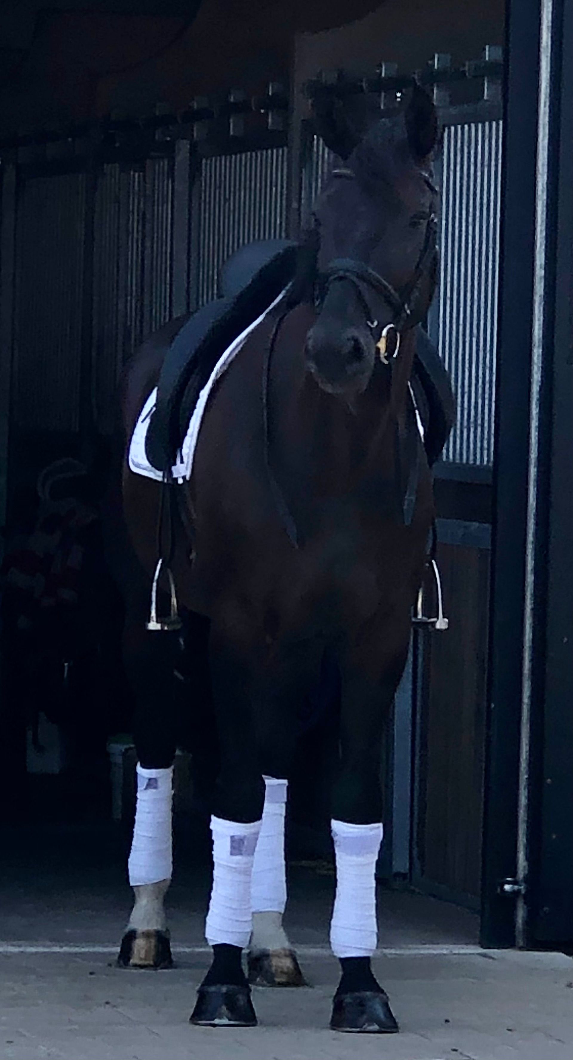 9yo talented dressage gelding