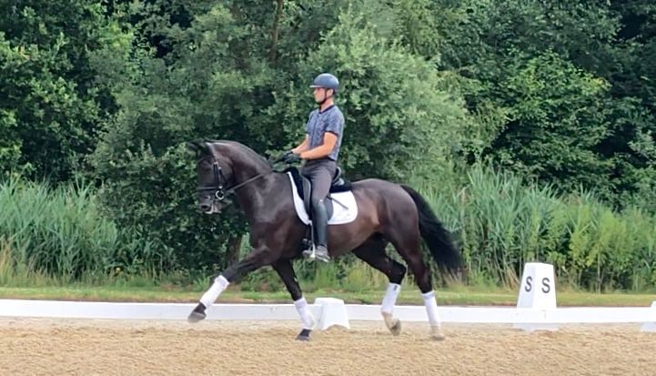 bwp dressuurpaard ruin 9 years old zwart for sale - Photo 2