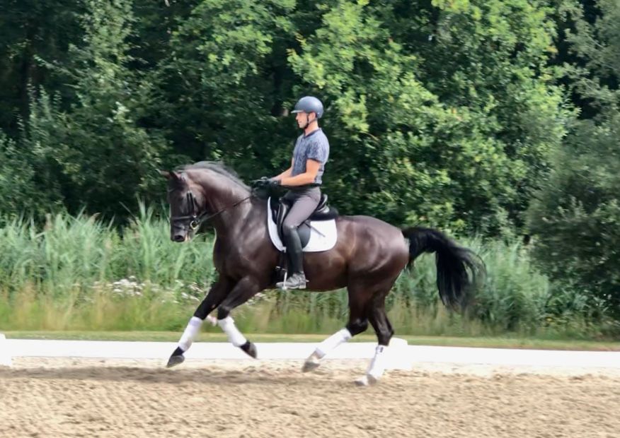 bwp dressuurpaard ruin 9 years old zwart for sale - Photo 3