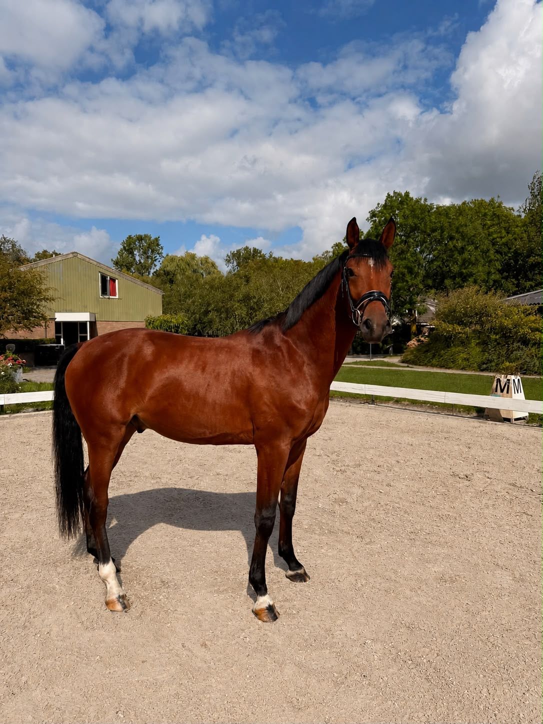 FOR SALE - Tagliatelle (Hermes x Eye Catcher)