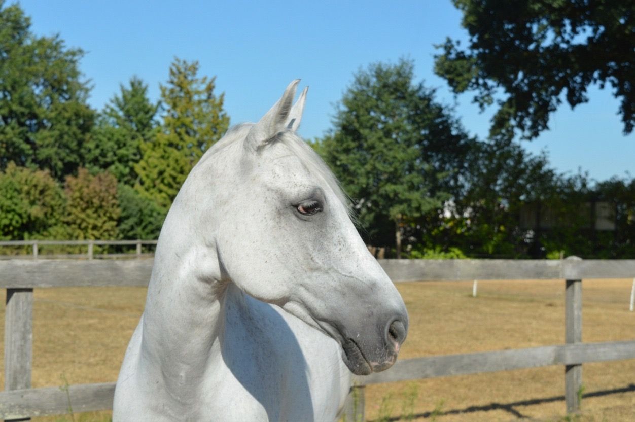 kwpn allround-pony ruin 13 سنوات schimmel للبيع - صورة 2