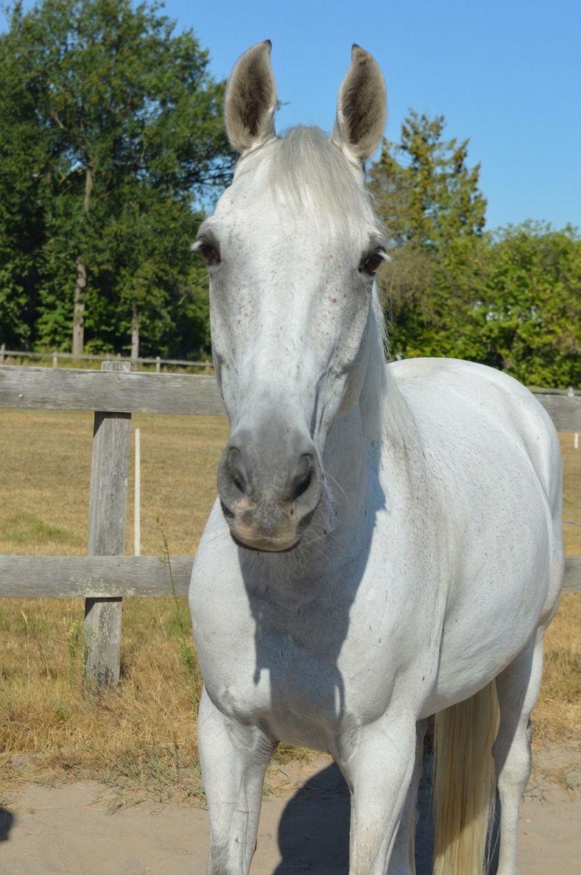 kwpn allround-pony ruin 13 سنوات schimmel للبيع - صورة 3
