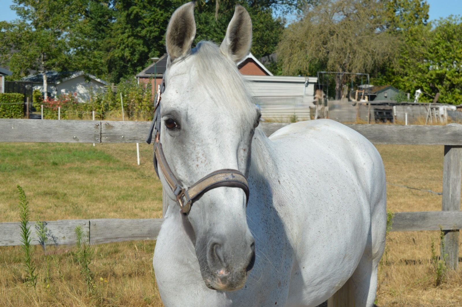 kwpn allround-pony ruin 13 سنوات schimmel للبيع - صورة 4