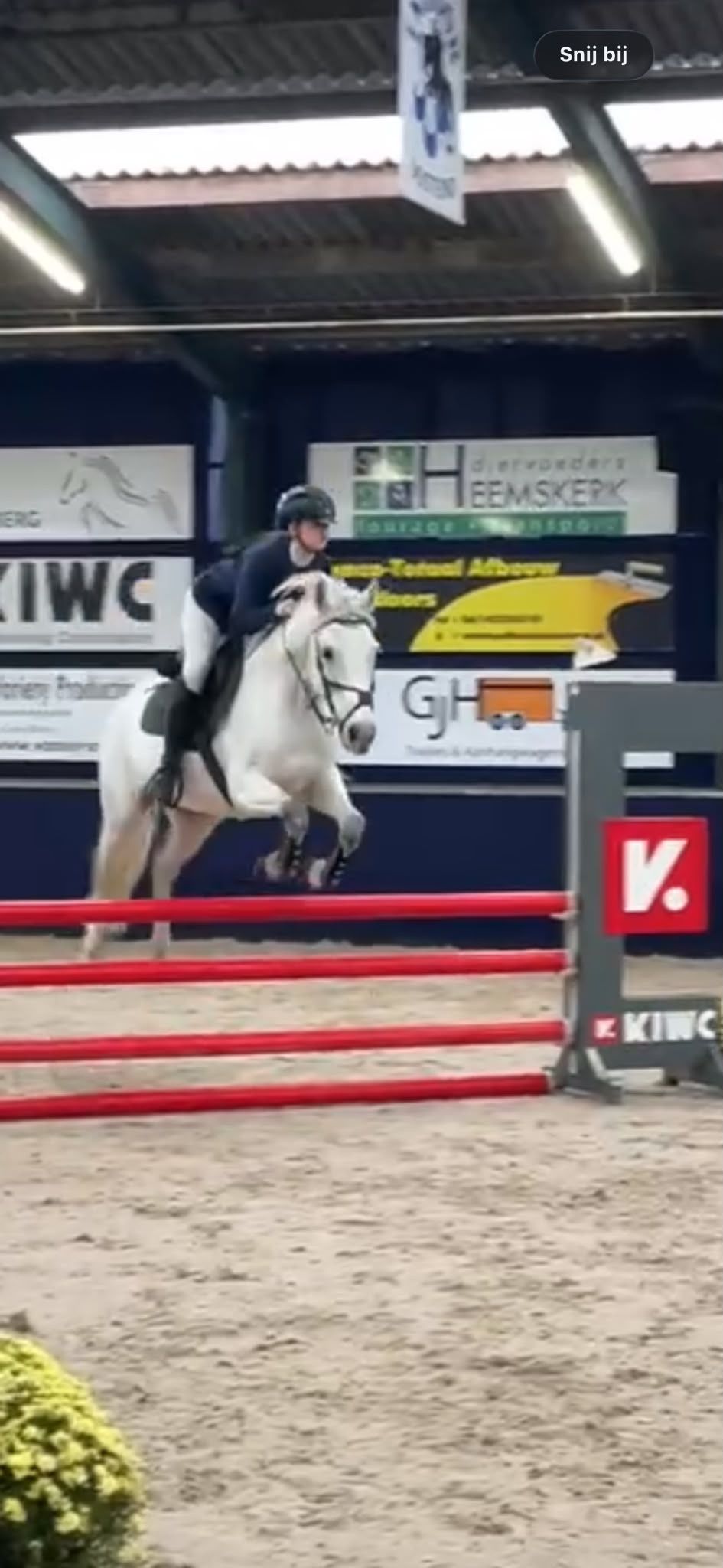 kwpn allround-pony ruin 13 سنوات schimmel للبيع - صورة 5