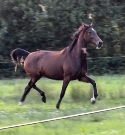 3 jarige dressuur merrie