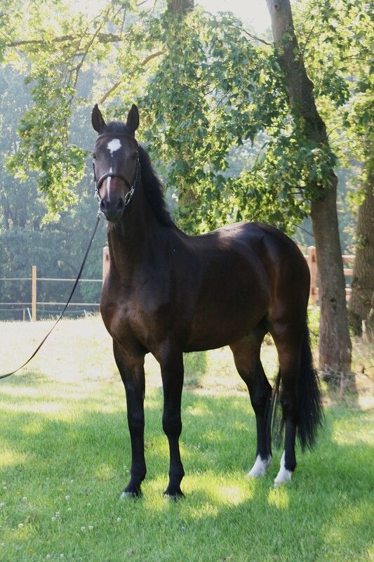 Handsome all-rounder gelding