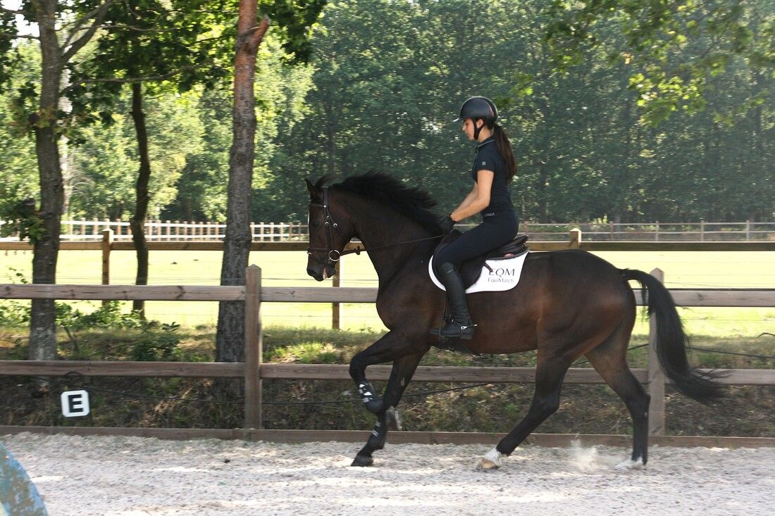 zangersheide springpaard ruin 13 years old donkerbruin for sale - Photo 2