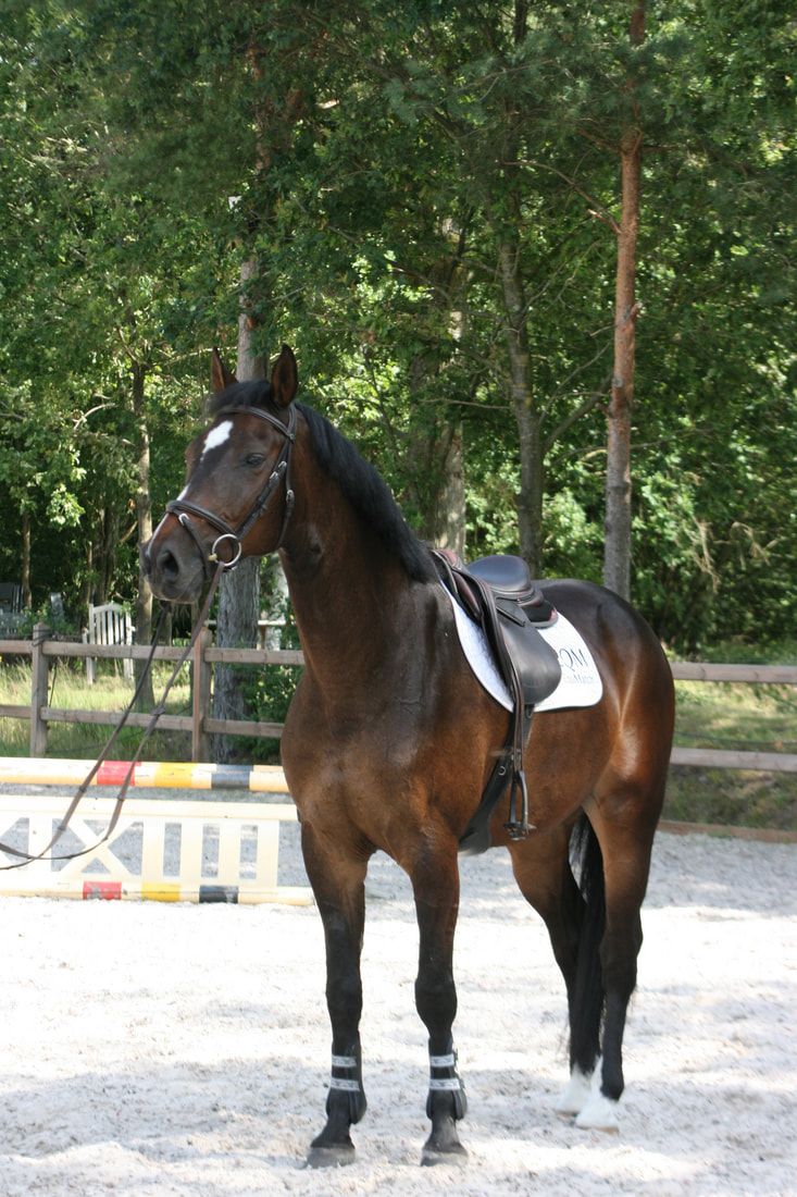 zangersheide springpaard ruin 13 years old donkerbruin for sale - Photo 4