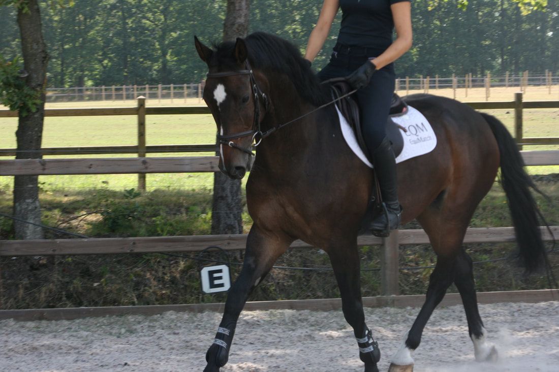 zangersheide springpaard ruin 13 years old donkerbruin for sale - Photo 3