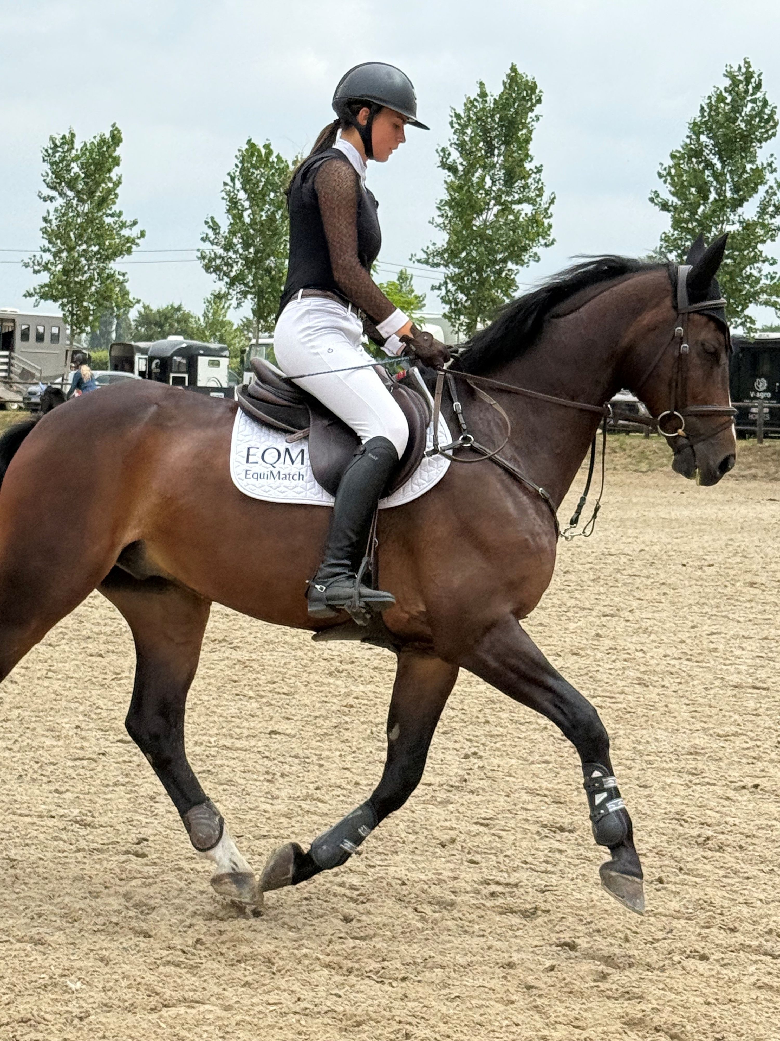 zangersheide springpaard ruin 13 years old donkerbruin for sale - Photo 5
