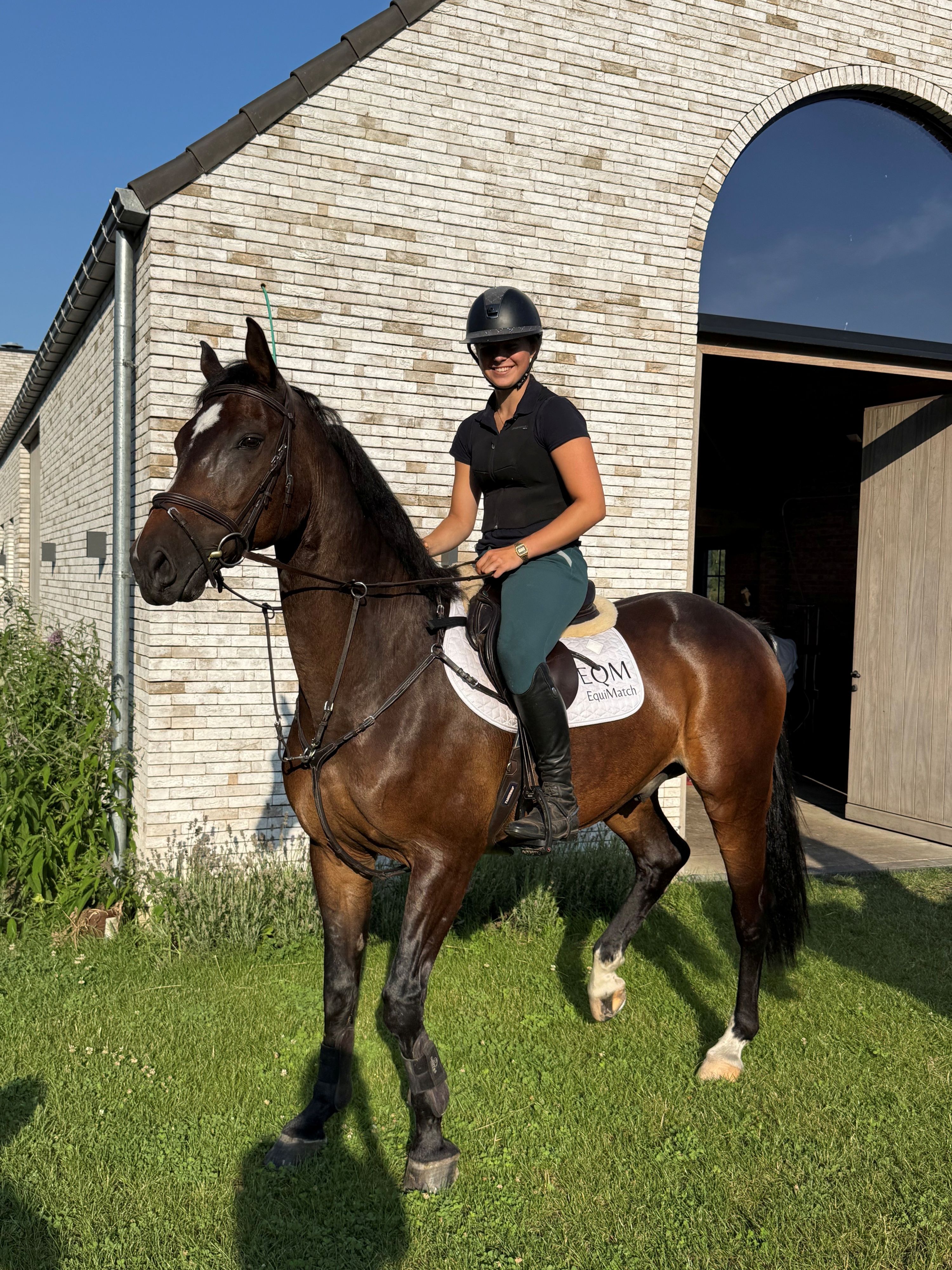 zangersheide springpaard ruin 13 years old donkerbruin for sale - Photo 6