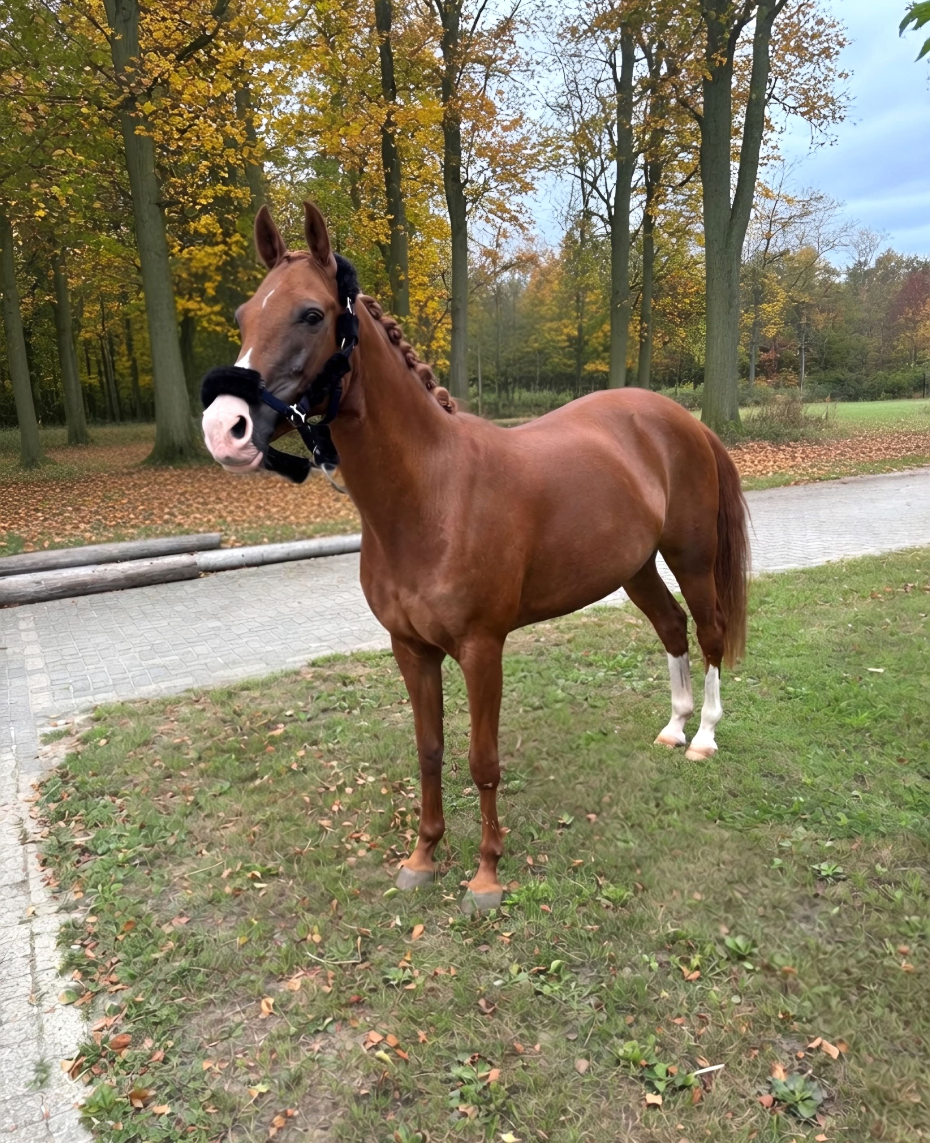nrps allround-pony merrie 14 سنوات vos للبيع - صورة 3