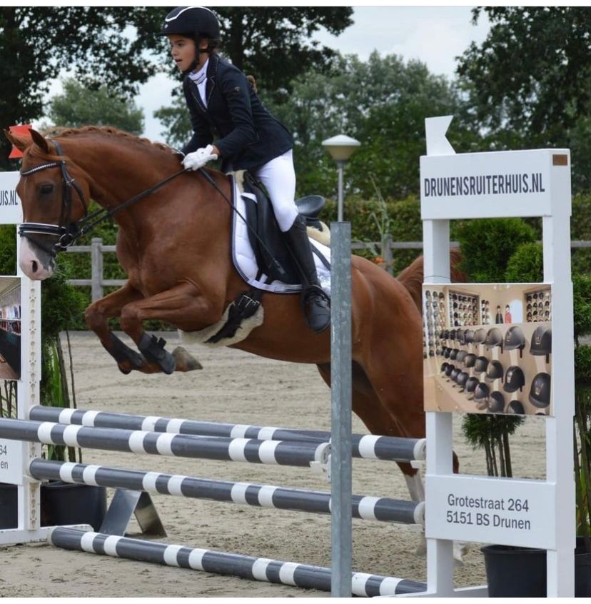 nrps allround-pony merrie 14 سنوات vos للبيع - صورة 4