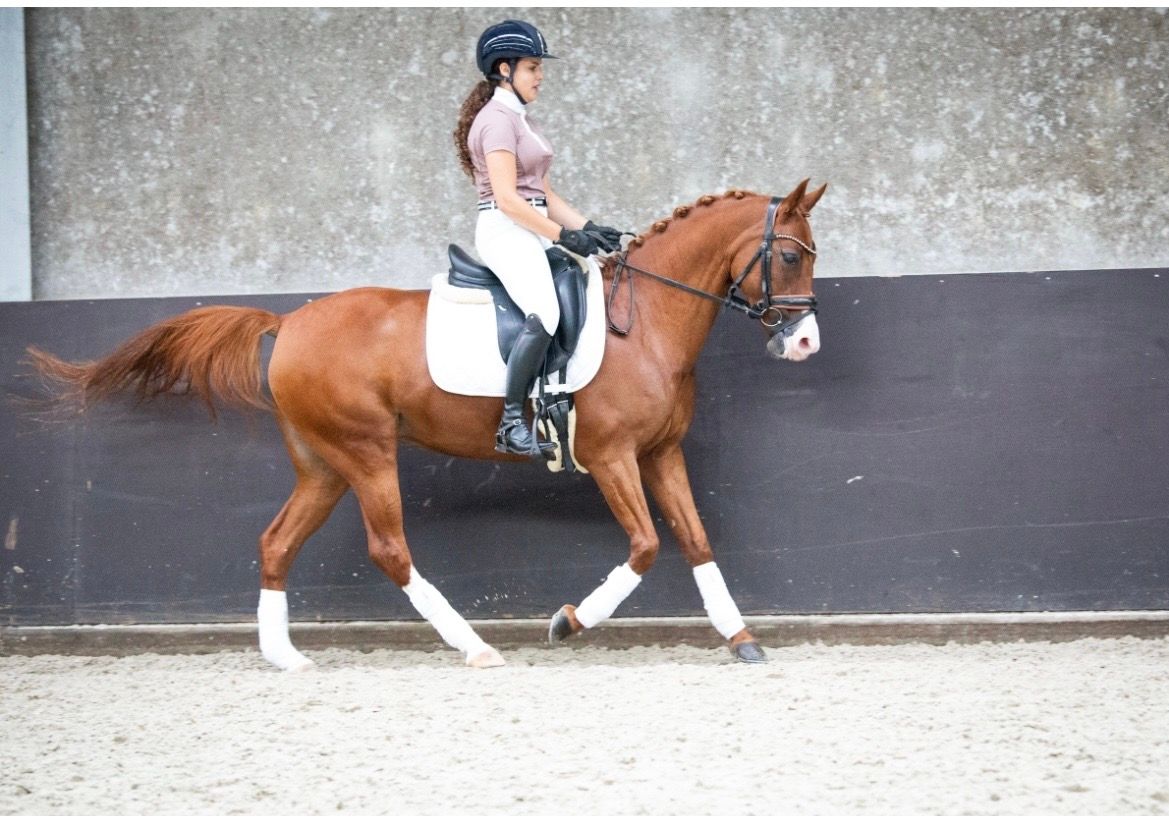 nrps allround-pony merrie 14 سنوات vos للبيع - صورة 2