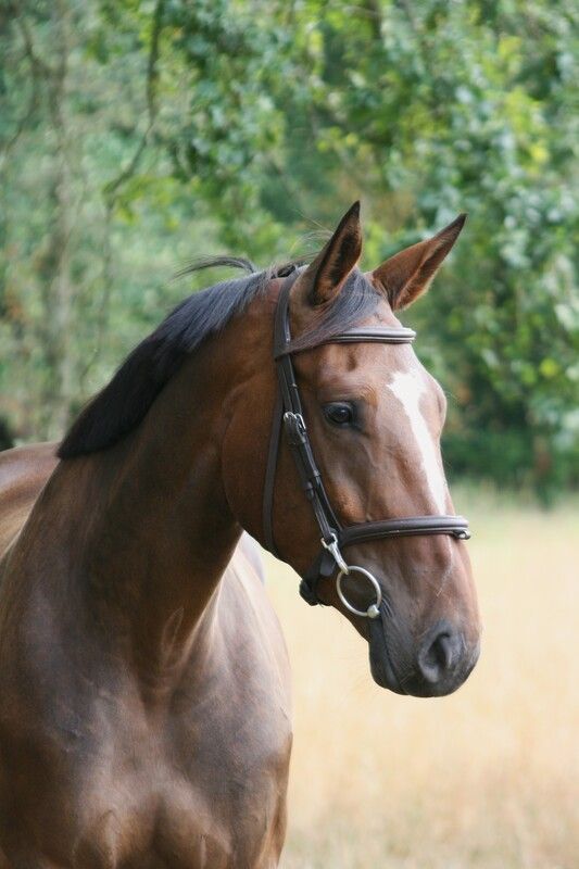 Mare (4Y) with top attitude!