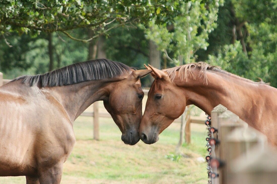 springpaard merrie 4 years old bruin for sale - Photo 3