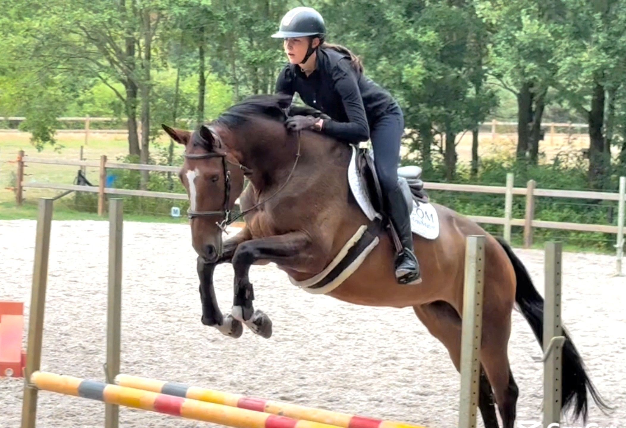 springpaard merrie 4 years old bruin for sale - Photo 2