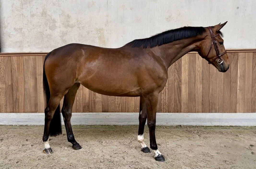 springpaard merrie 4 years old bruin for sale - Photo 4