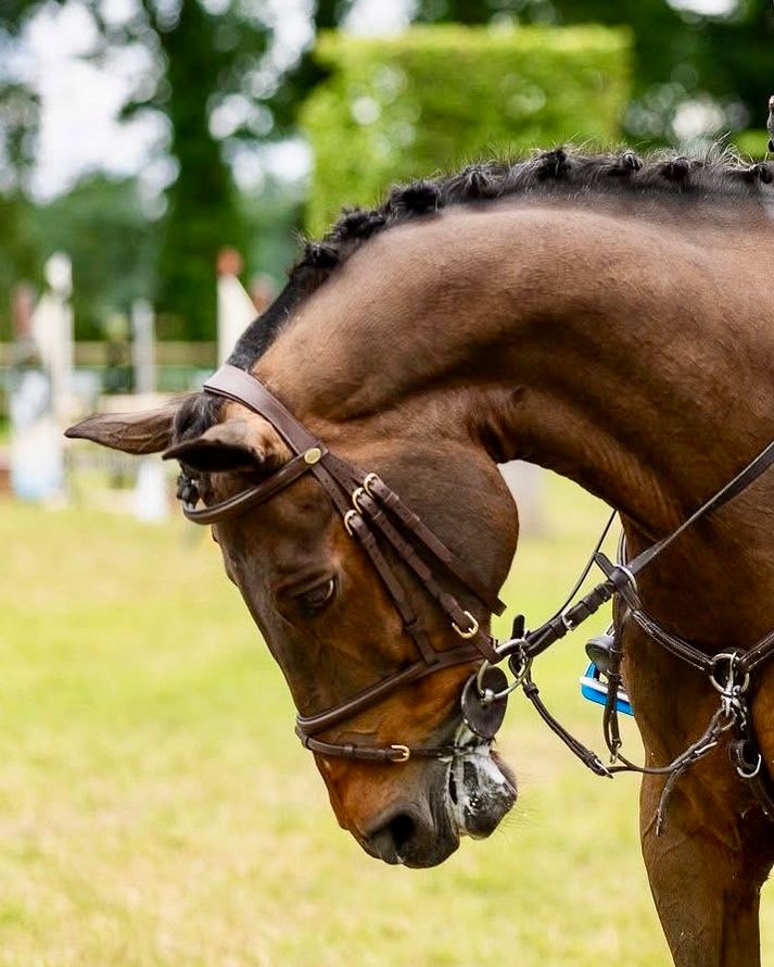 allround-pony ruin 15 سنوات donkerbruin للبيع - صورة 4