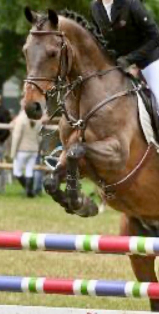 allround-pony ruin 15 سنوات donkerbruin للبيع - صورة 2