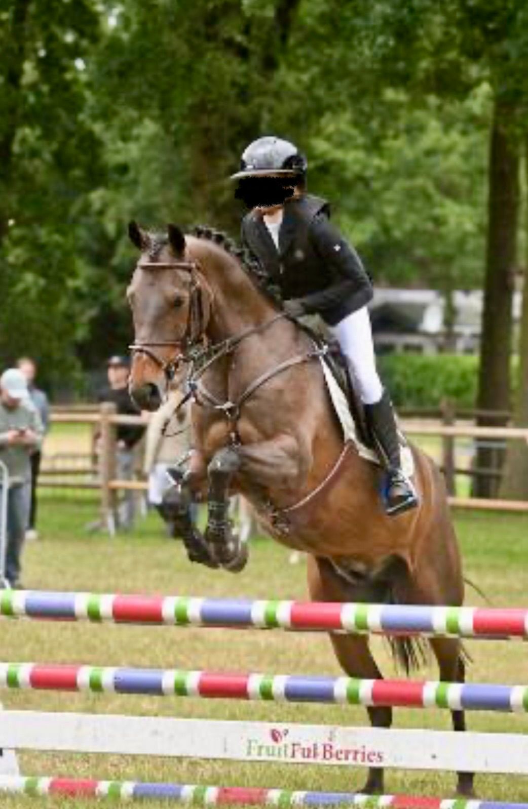 allround-pony ruin 15 سنوات donkerbruin للبيع - صورة 3