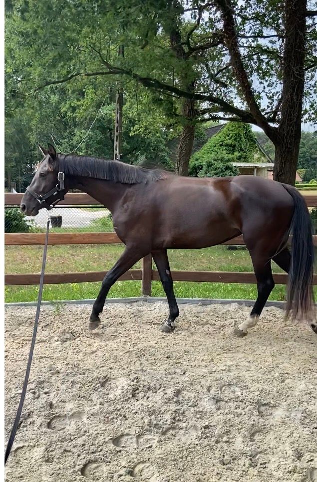 KWPN dressuurpaard Merrie 3 años Zwart en venta - Foto 2