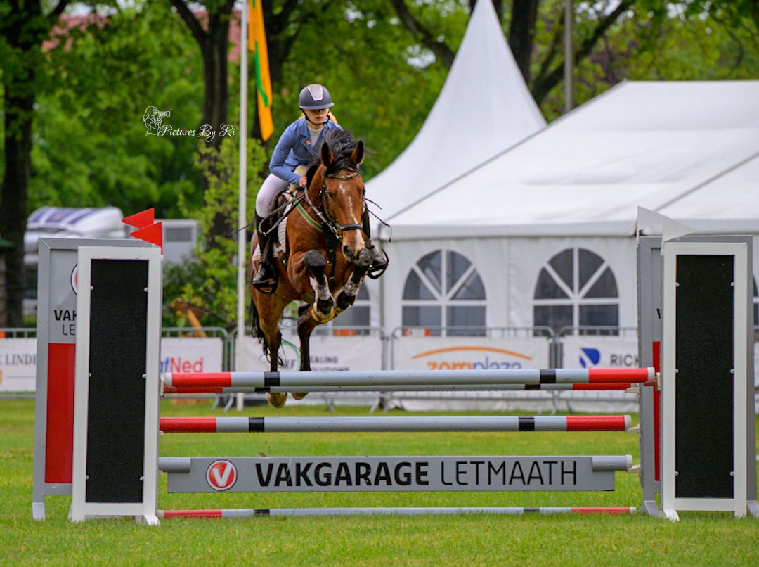 BWP valack 6 år Bamako de Muze x CALYPSO D'HERBIERS