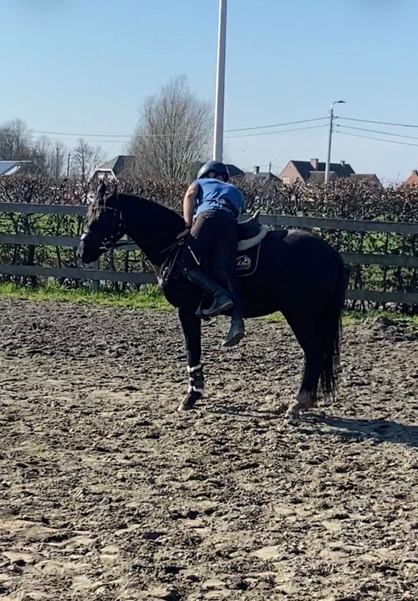 KWPN dressuurpaard Merrie 3 años Zwart en venta - Foto 3