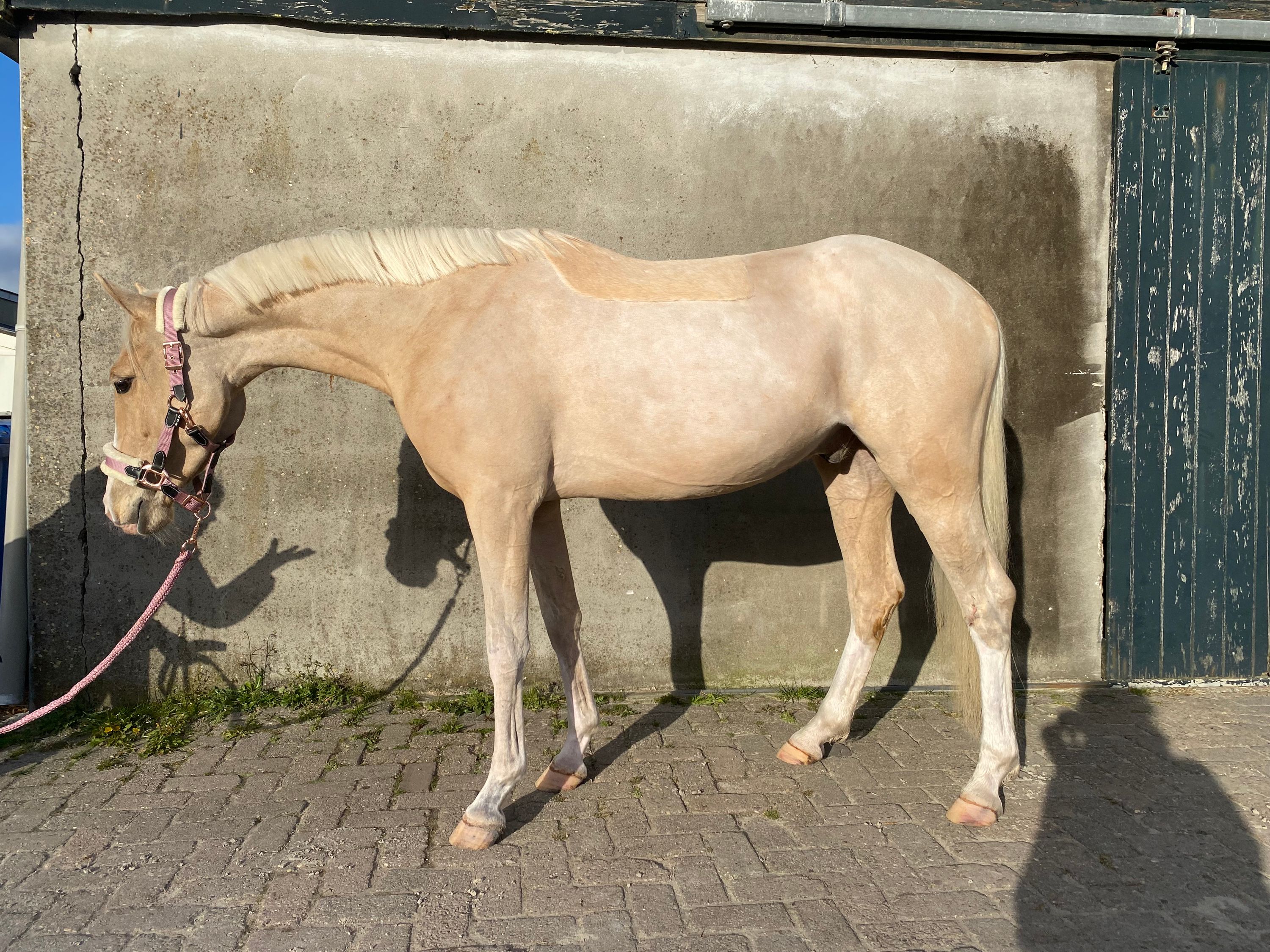 4-year-old Welsh pony gelding | 3 good paces | B level | well-behaved & sporty