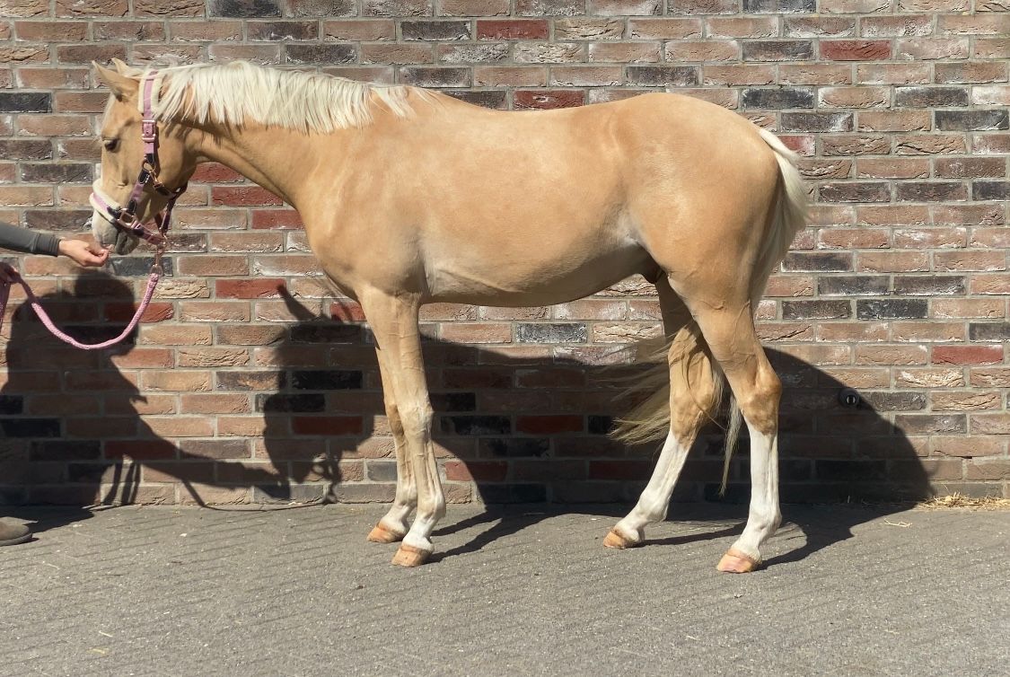 welsh allround-pony ruin 4 years old palomino for sale - Photo 2
