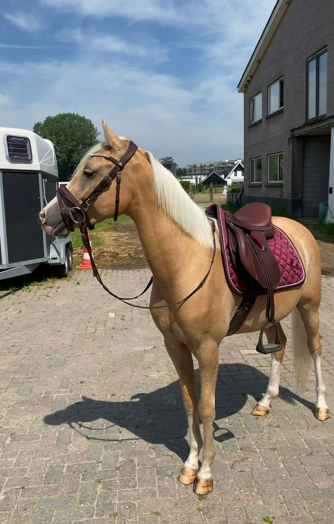 welsh allround-pony ruin 4 years old palomino for sale - Photo 3