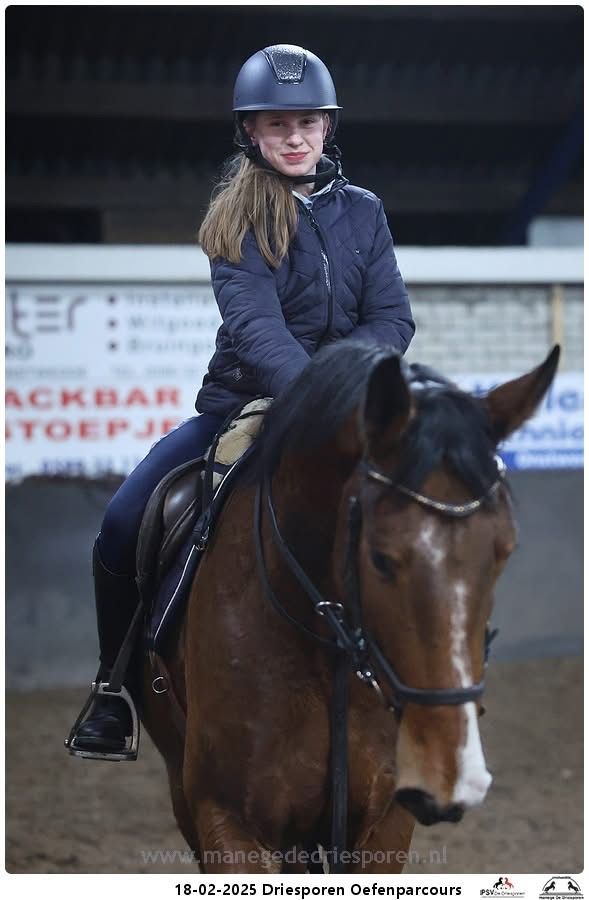 bwp springpaard ruin 6 år bruin till salu - Foto 6