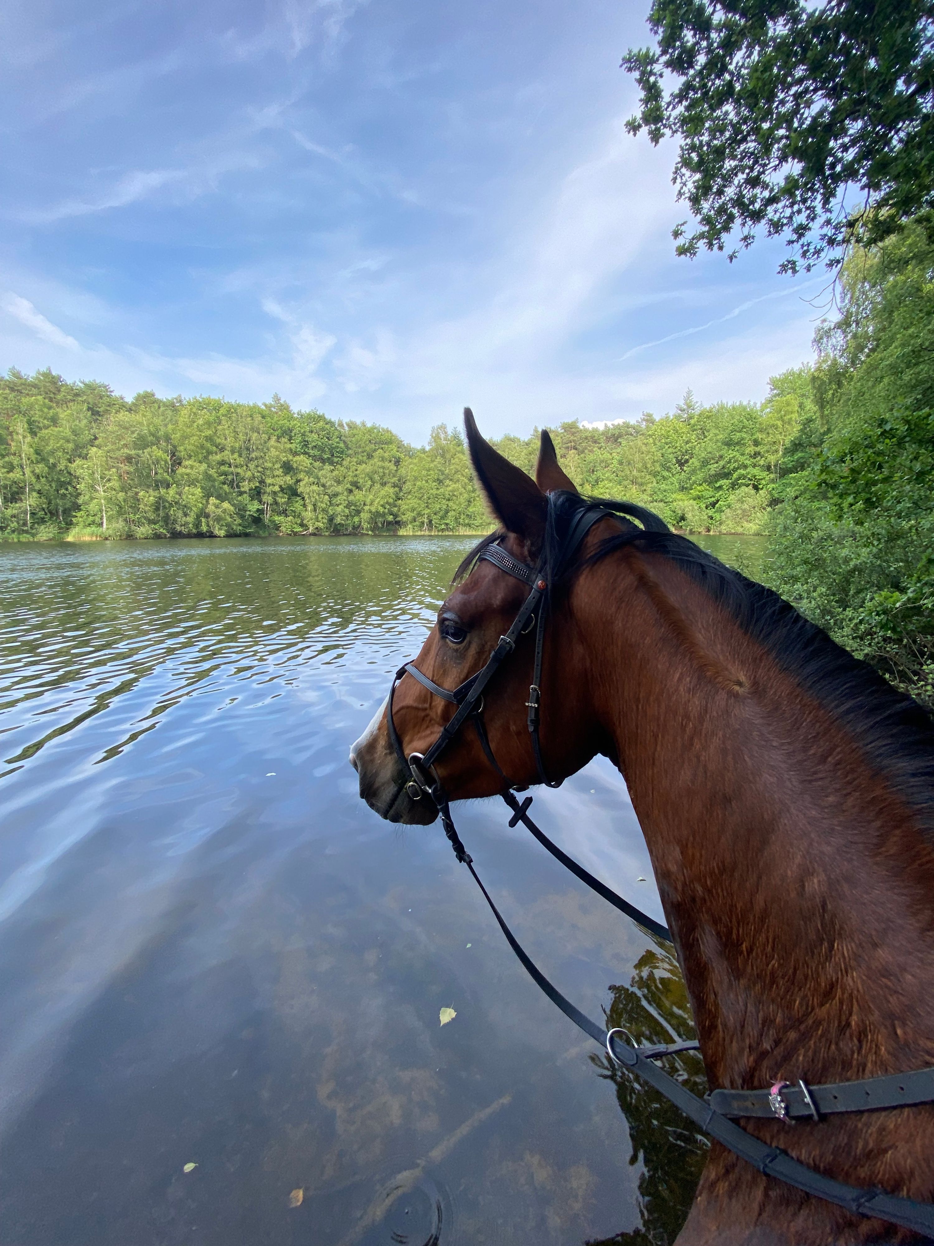 bwp springpaard ruin 6 år bruin till salu - Foto 2