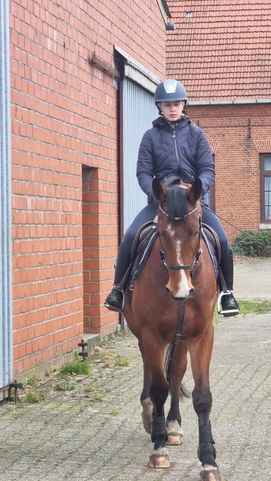 bwp springpaard ruin 6 år bruin till salu - Foto 4