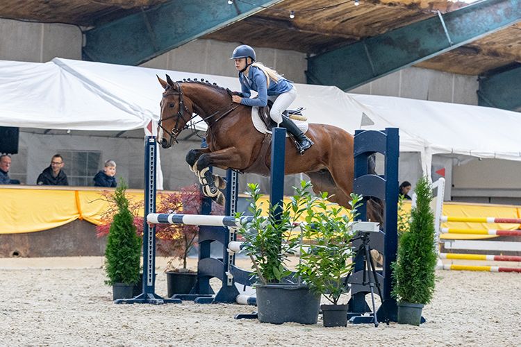 bwp springpaard ruin 6 år bruin till salu - Foto 5