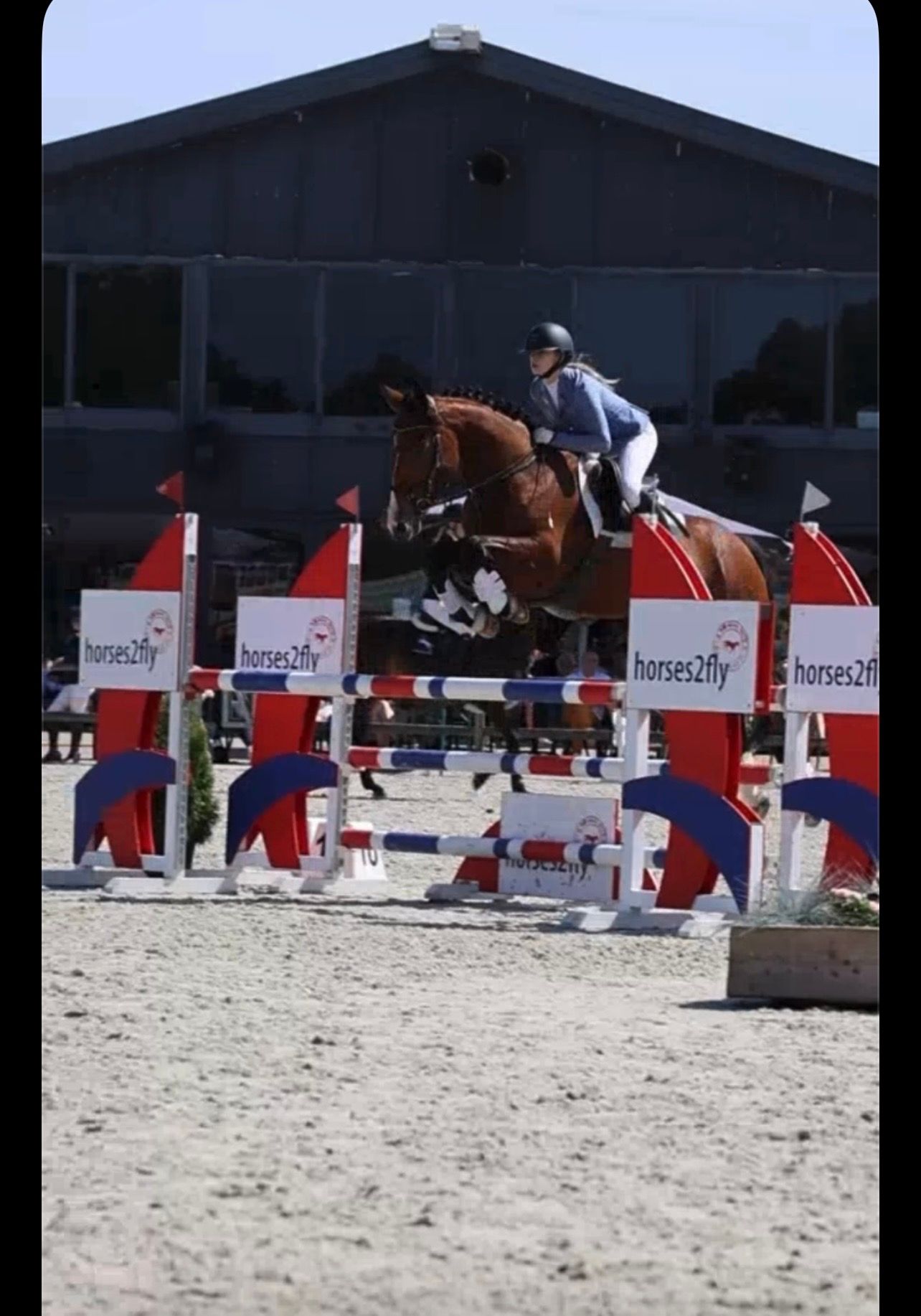 bwp springpaard ruin 6 år bruin till salu - Foto 3