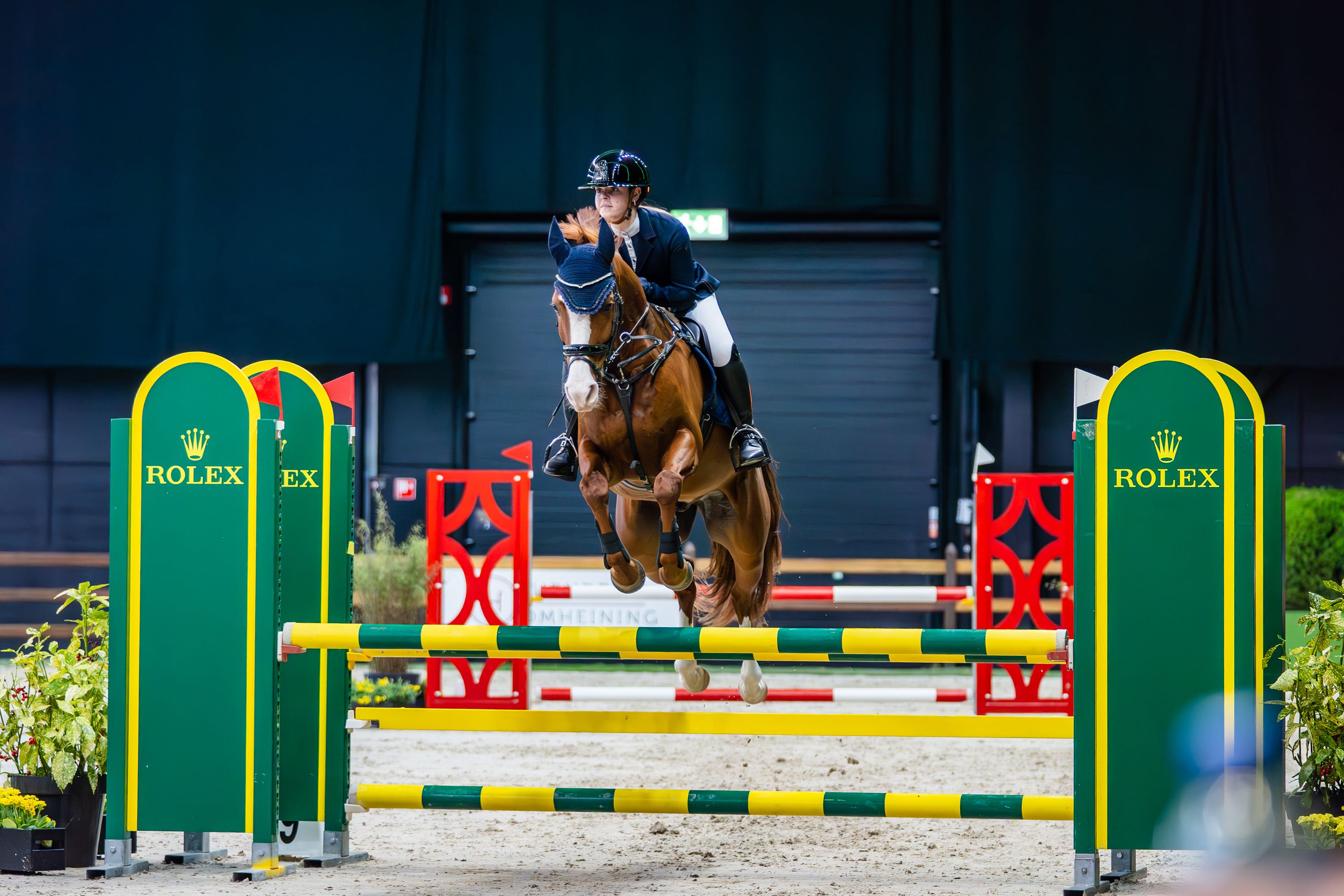 nrps allround-pony ruin 7 سنوات vos للبيع - صورة 4