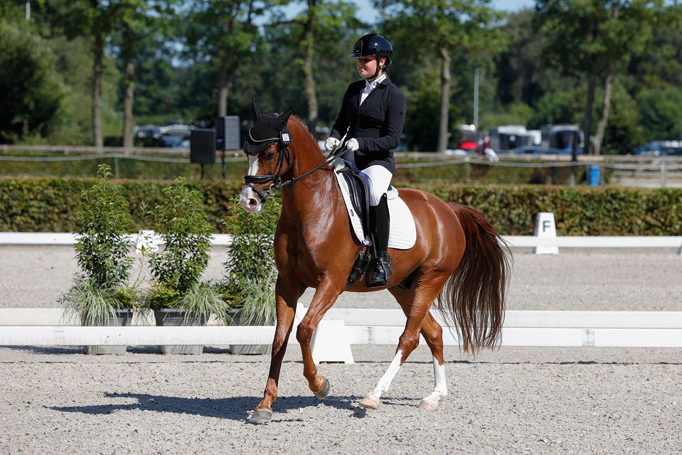 nrps allround-pony ruin 7 سنوات vos للبيع - صورة 2