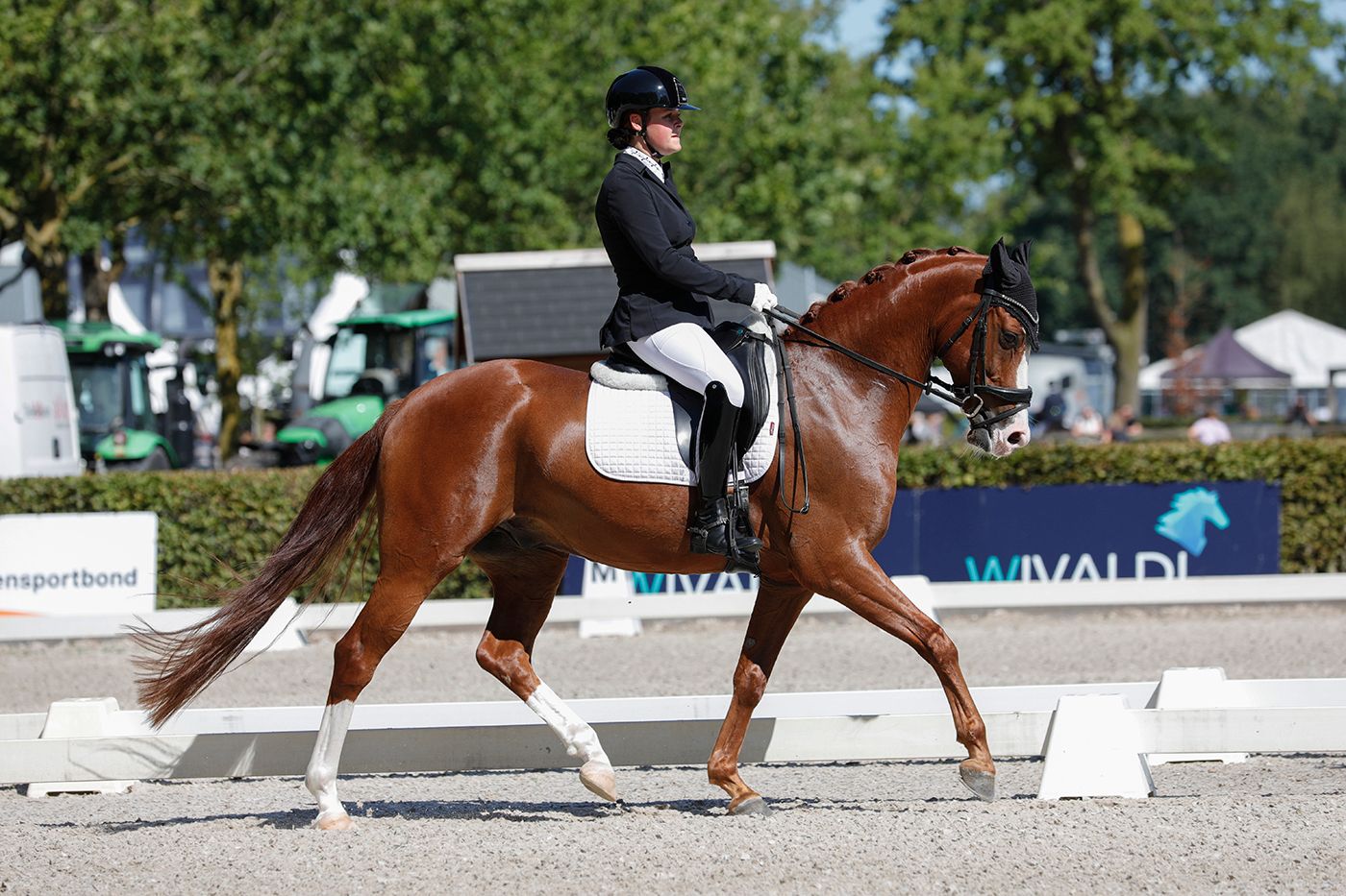 nrps allround-pony ruin 7 سنوات vos للبيع - صورة 3