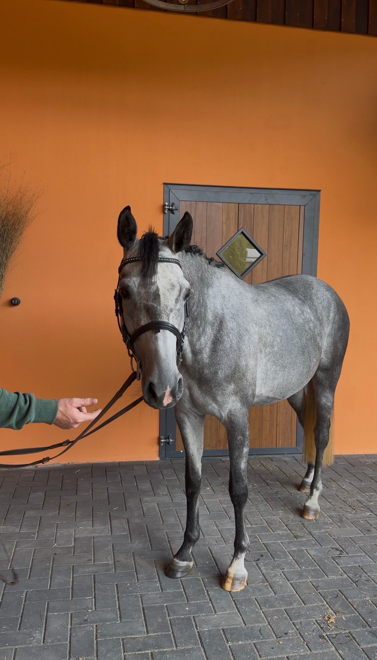 westfalen springpaard merrie 4 years old schimmel for sale - Photo 2