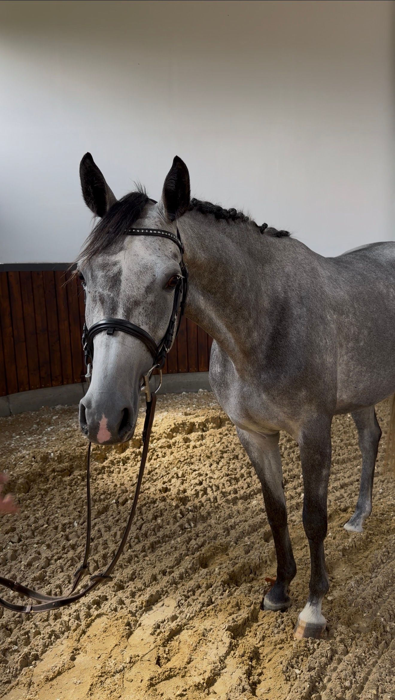 westfalen springpaard merrie 4 years old schimmel for sale - Photo 4