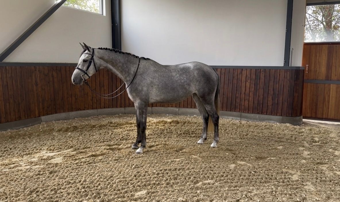 4-year-old mare by Charmeur Blanc x Contendro I for sale